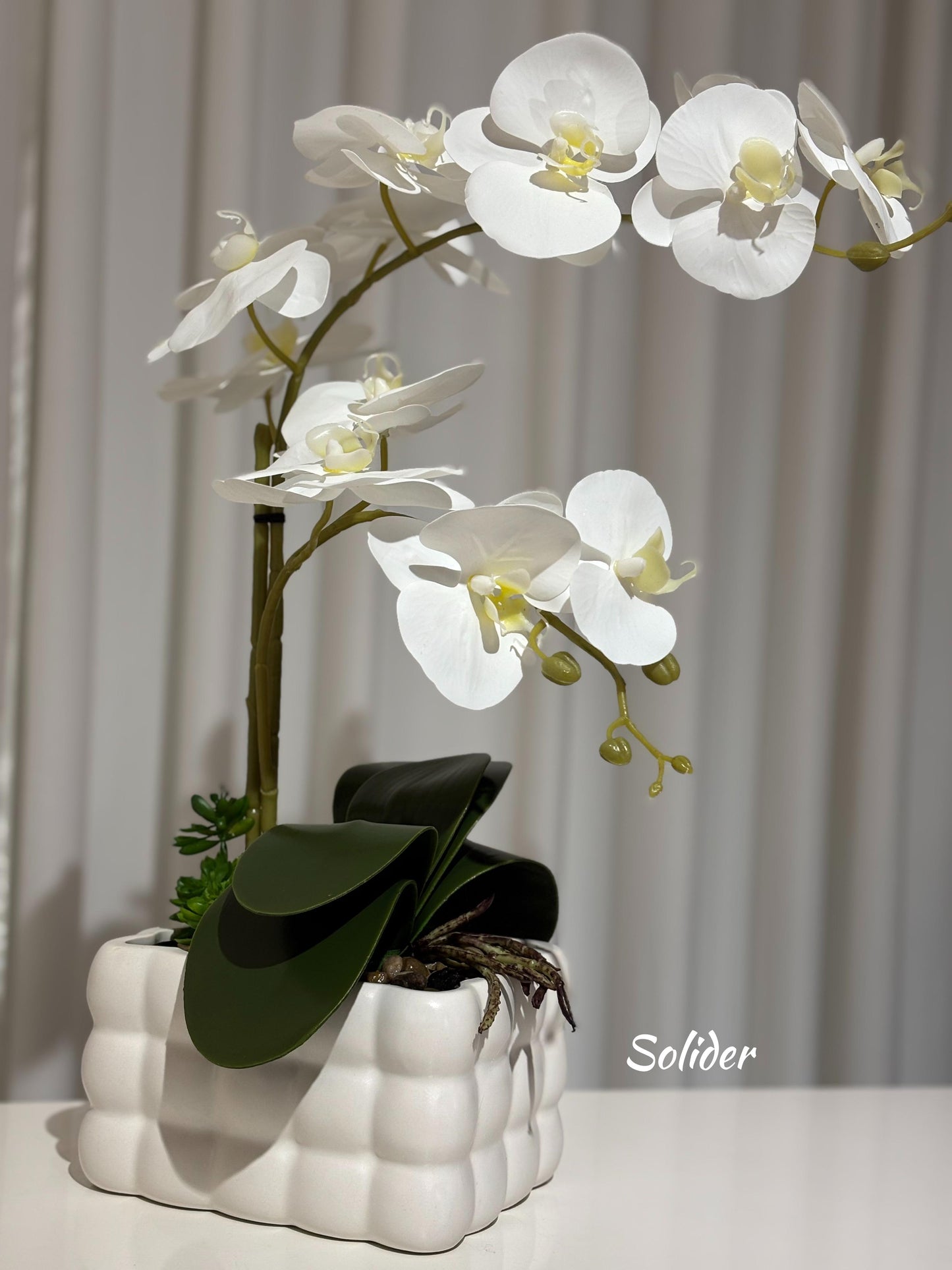 Orchid Flowers