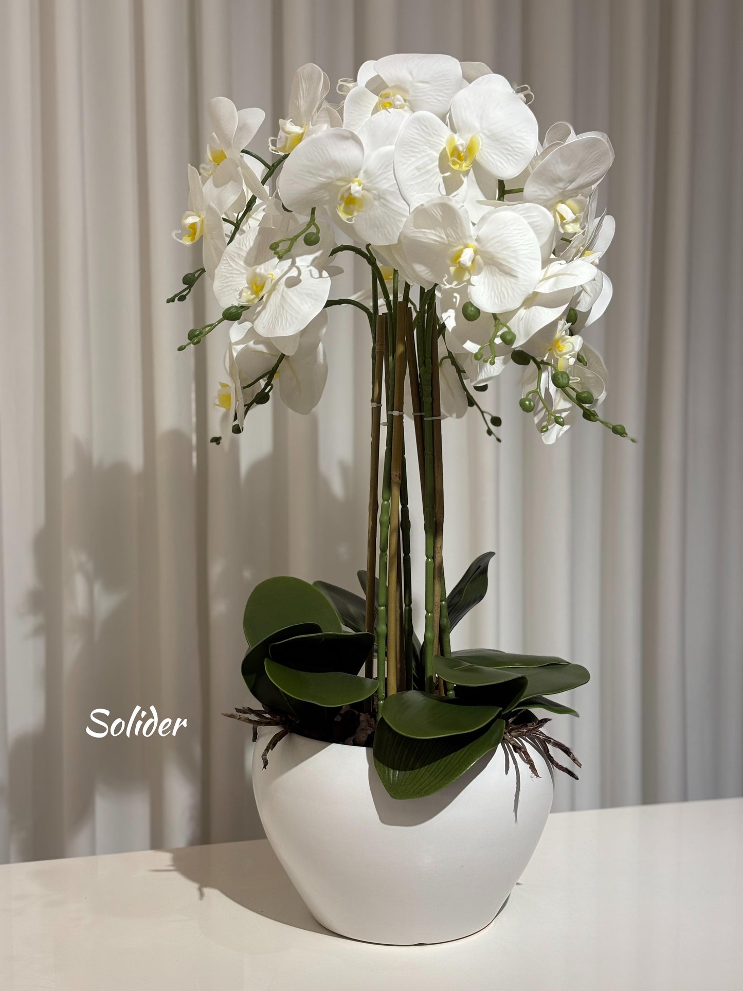 Orchid Flowers