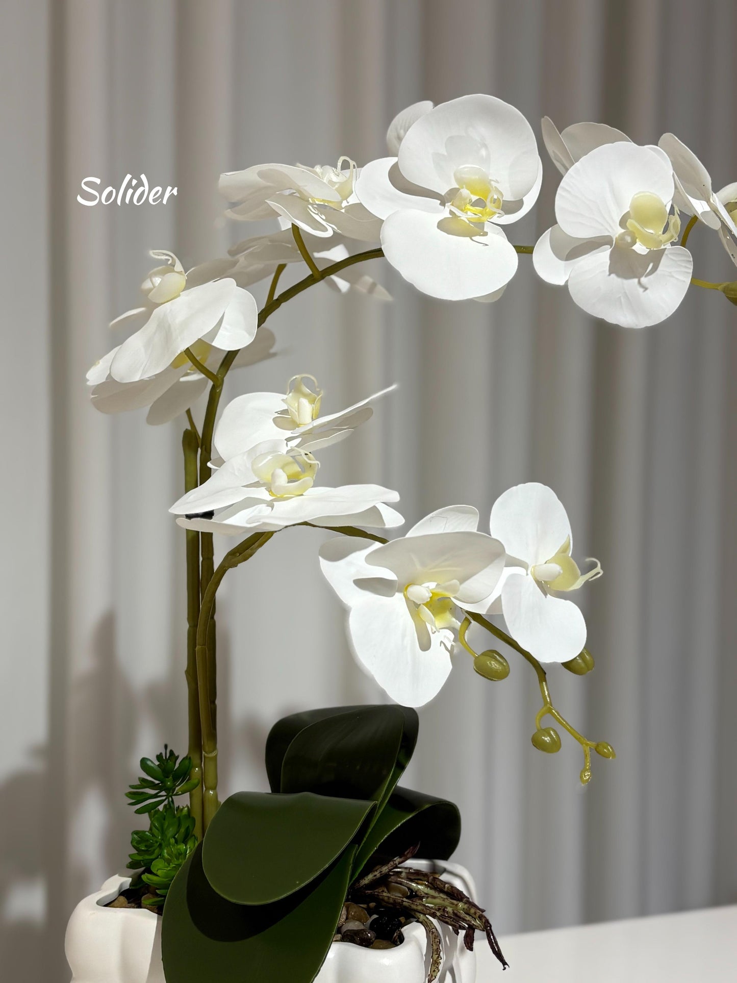 Orchid Flowers